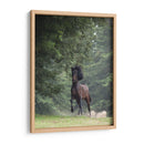 Caballo En Los Árboles Iii - Allen Friedlander | Cuadro decorativo de Canvas Lab