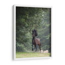 Caballo En Los Árboles Iii - Allen Friedlander | Cuadro decorativo de Canvas Lab