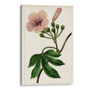 Mova Botánico I | Cuadro decorativo de Canvas Lab