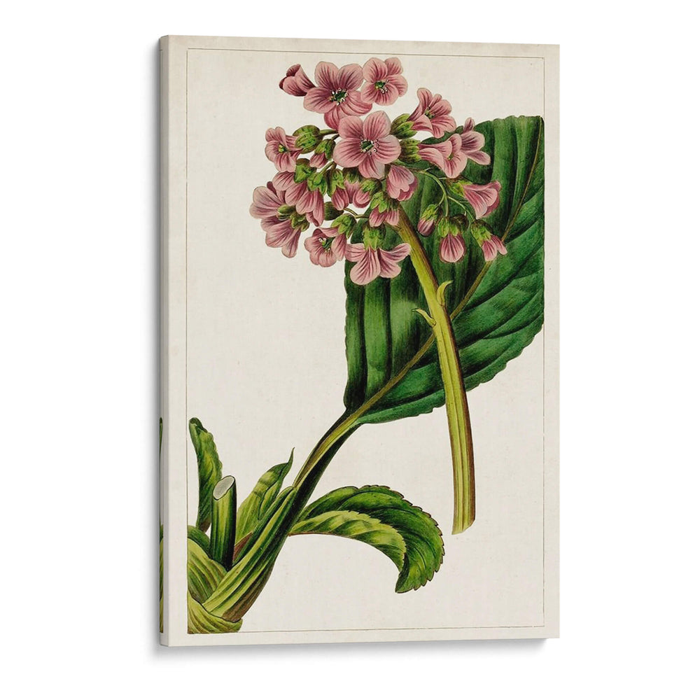 Mova Botánico Ii | Cuadro decorativo de Canvas Lab