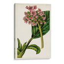 Mova Botánico Ii | Cuadro decorativo de Canvas Lab