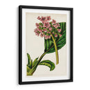 Mova Botánico Ii | Cuadro decorativo de Canvas Lab