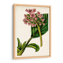 Mova Botánico Ii | Cuadro decorativo de Canvas Lab