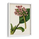 Mova Botánico Ii | Cuadro decorativo de Canvas Lab