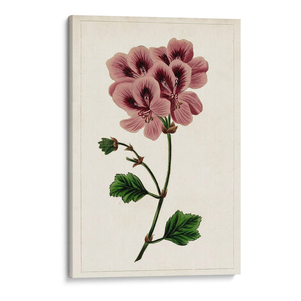 Mova Botánico Iii | Cuadro decorativo de Canvas Lab
