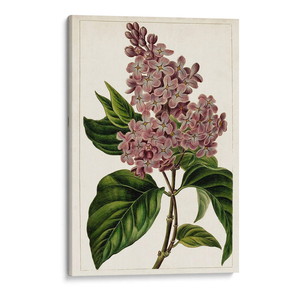 Malve Botanicals Iv | Cuadro decorativo de Canvas Lab