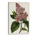 Malve Botanicals Iv | Cuadro decorativo de Canvas Lab