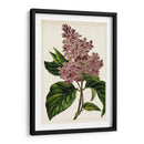 Malve Botanicals Iv | Cuadro decorativo de Canvas Lab