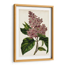 Malve Botanicals Iv | Cuadro decorativo de Canvas Lab