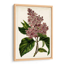 Malve Botanicals Iv | Cuadro decorativo de Canvas Lab