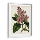 Malve Botanicals Iv | Cuadro decorativo de Canvas Lab