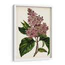 Malve Botanicals Iv | Cuadro decorativo de Canvas Lab