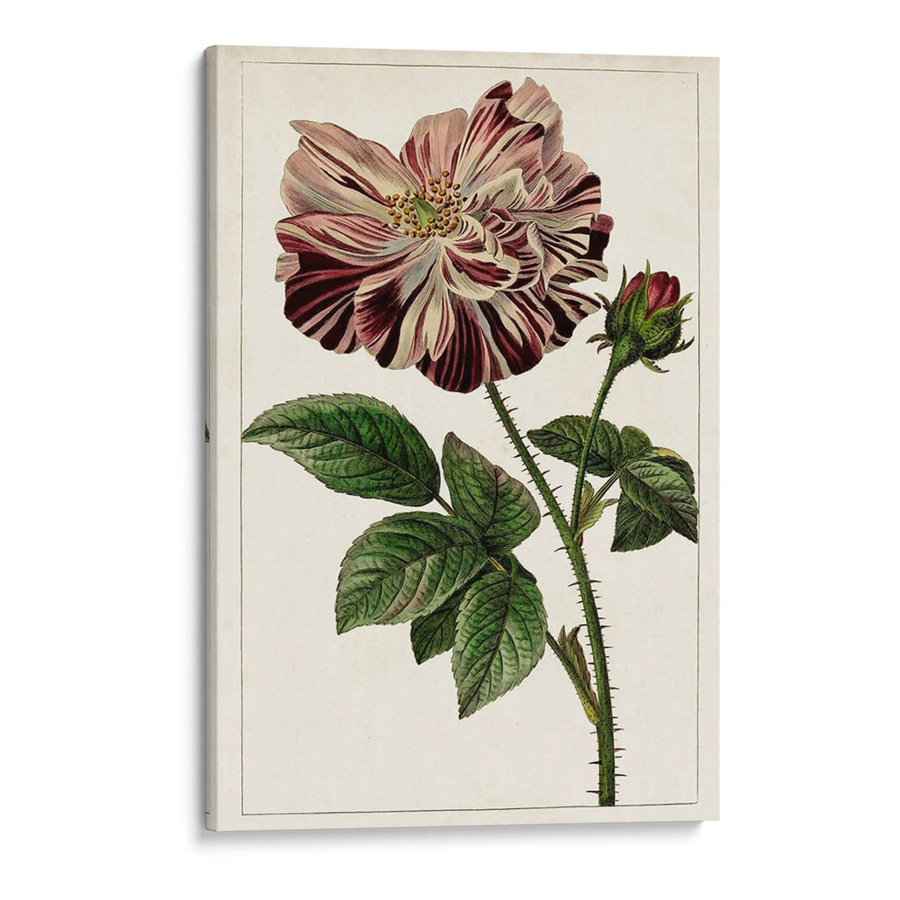 Mova Botánico V | Cuadro decorativo de Canvas Lab