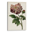 Mova Botánico V | Cuadro decorativo de Canvas Lab