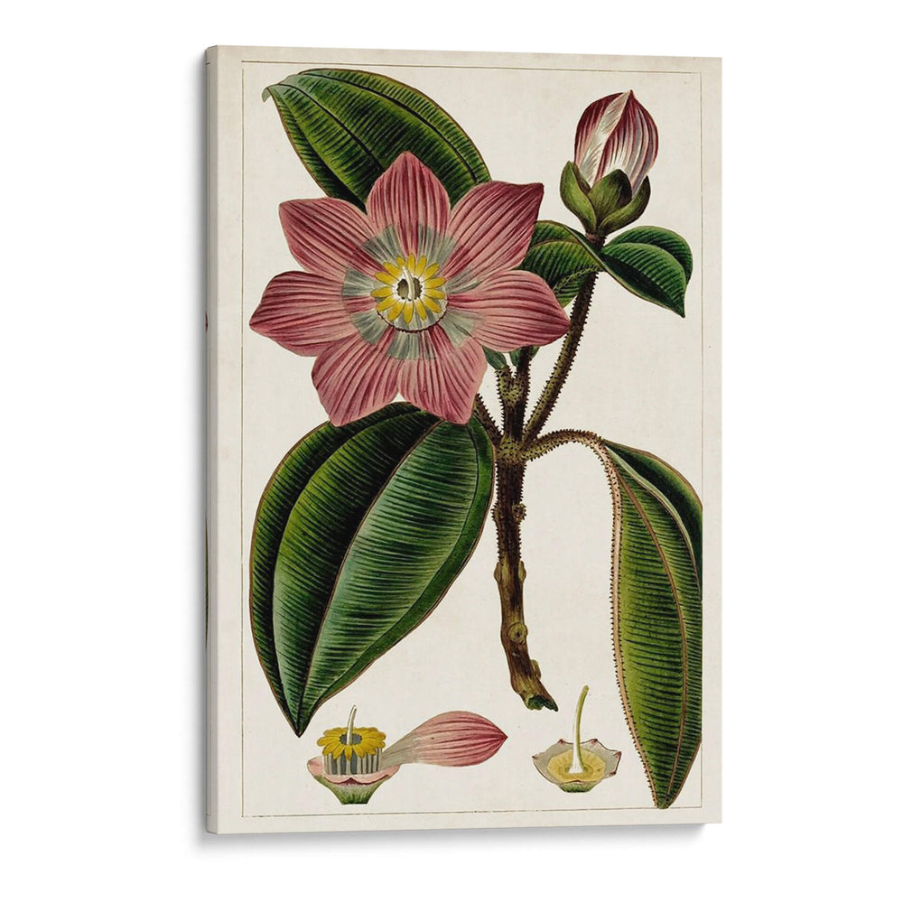 Mauve Botánicos Vi | Cuadro decorativo de Canvas Lab