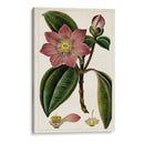 Mauve Botánicos Vi | Cuadro decorativo de Canvas Lab