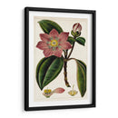 Mauve Botánicos Vi | Cuadro decorativo de Canvas Lab