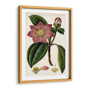 Mauve Botánicos Vi | Cuadro decorativo de Canvas Lab