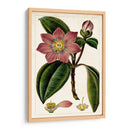 Mauve Botánicos Vi | Cuadro decorativo de Canvas Lab