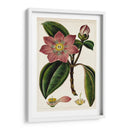 Mauve Botánicos Vi | Cuadro decorativo de Canvas Lab