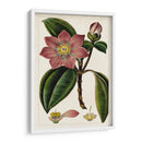 Mauve Botánicos Vi | Cuadro decorativo de Canvas Lab