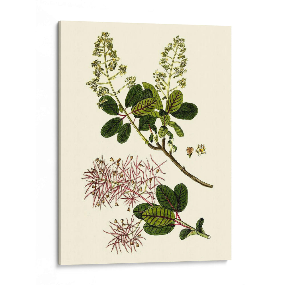 Verde Oliva I | Cuadro decorativo de Canvas Lab