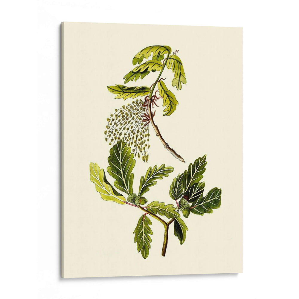 Verde Oliva Iii | Cuadro decorativo de Canvas Lab