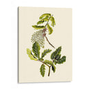 Verde Oliva Iii | Cuadro decorativo de Canvas Lab