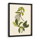 Verde Oliva Iii | Cuadro decorativo de Canvas Lab