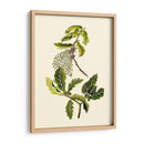 Verde Oliva Iii | Cuadro decorativo de Canvas Lab