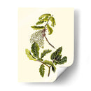 Verde Oliva Iii | Cuadro decorativo de Canvas Lab