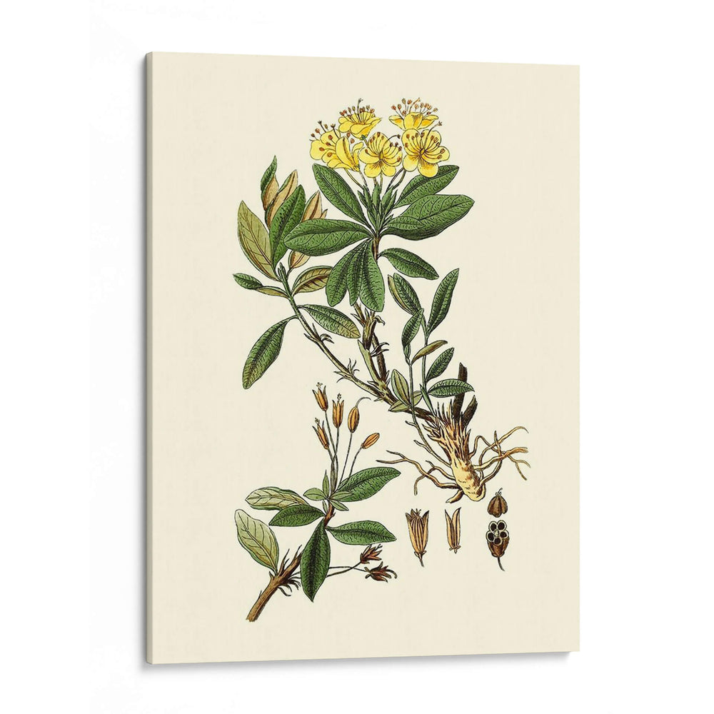 Verde Oliva Iv | Cuadro decorativo de Canvas Lab