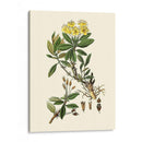 Verde Oliva Iv | Cuadro decorativo de Canvas Lab