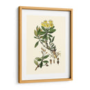 Verde Oliva Iv | Cuadro decorativo de Canvas Lab