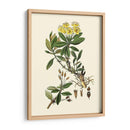 Verde Oliva Iv | Cuadro decorativo de Canvas Lab