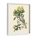 Verde Oliva Iv | Cuadro decorativo de Canvas Lab