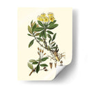 Verde Oliva Iv | Cuadro decorativo de Canvas Lab