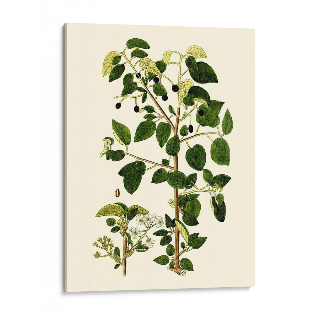 Verde Oliva V | Cuadro decorativo de Canvas Lab