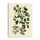 Verde Oliva V | Cuadro decorativo de Canvas Lab