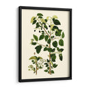 Verde Oliva V | Cuadro decorativo de Canvas Lab