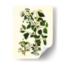 Verde Oliva V | Cuadro decorativo de Canvas Lab