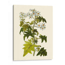 Vegetación Oliva Vi | Cuadro decorativo de Canvas Lab