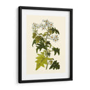 Vegetación Oliva Vi | Cuadro decorativo de Canvas Lab