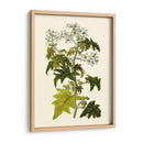 Vegetación Oliva Vi | Cuadro decorativo de Canvas Lab