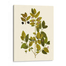 Verde Oliva Vii | Cuadro decorativo de Canvas Lab