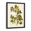 Verde Oliva Vii | Cuadro decorativo de Canvas Lab