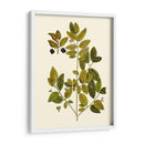 Verde Oliva Vii | Cuadro decorativo de Canvas Lab