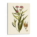 Vegetación Oliva Viii | Cuadro decorativo de Canvas Lab