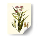 Vegetación Oliva Viii | Cuadro decorativo de Canvas Lab