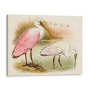Roseate Spoonbills I | Cuadro decorativo de Canvas Lab